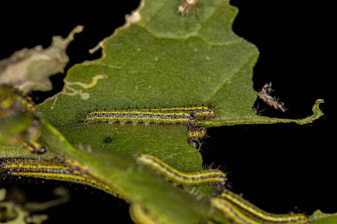 Great Southern White Butterfly Caterpillar of the species Ascia monuste