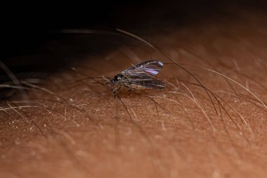 Sciaridae ailesinin Yetişkin Kara Kanatlı Mantar Gnat 'ı