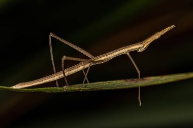 Proscopiidae ailesinin Neotropik Çubuk Çekirgesi