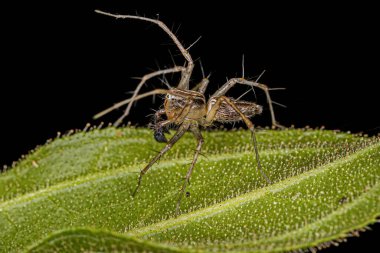 Oxyopes cinsinden erkek çizgili Lynx Spider