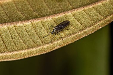 Sciaridae ailesinin Yetişkin Kara Kanatlı Mantar Gnat 'ı