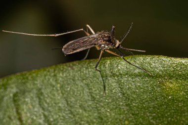 Tür Aedes Scapularis 'in Yetişkin Dişi Culicine Sivrisineği