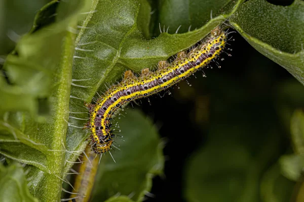 Great Southern White Butterfly Caterpillar Species Ascia Monuste — Stock Fotó