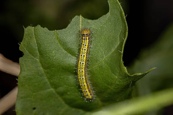 Great Southern White Butterfly Caterpillar Species Ascia Monuste — 图库照片