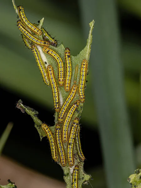 Great Southern White Butterfly Caterpillar Species Ascia Monuste —  Fotos de Stock