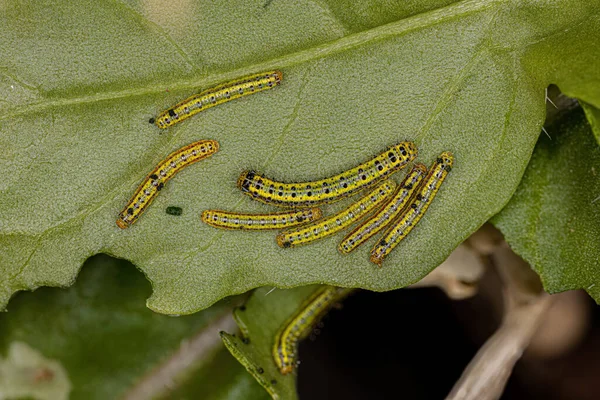 Great Southern White Butterfly Caterpillar Species Ascia Monuste — Stock Fotó