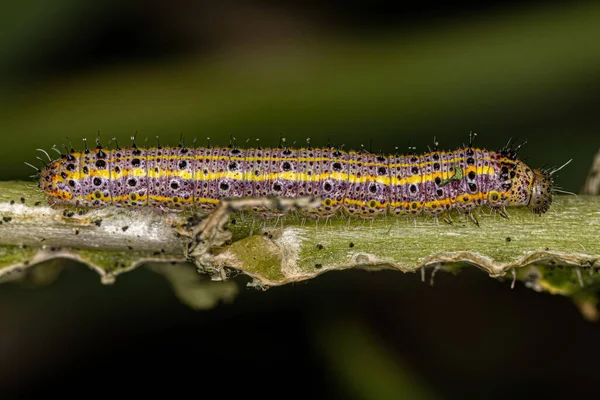Great Southern White Butterfly Caterpillar Species Ascia Monuste — Stockfoto