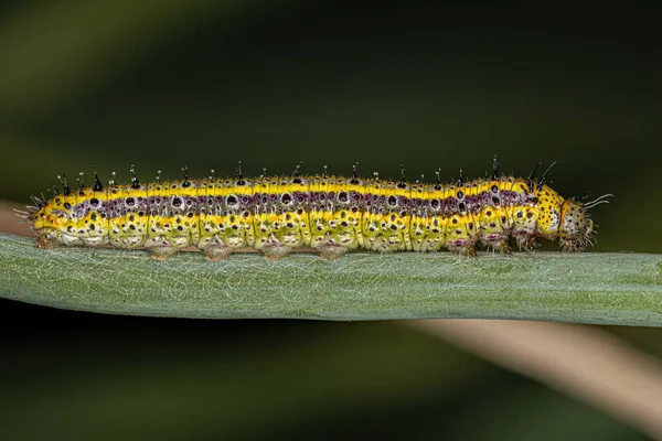 Great Southern White Butterfly Caterpillar Species Ascia Monuste — 图库照片