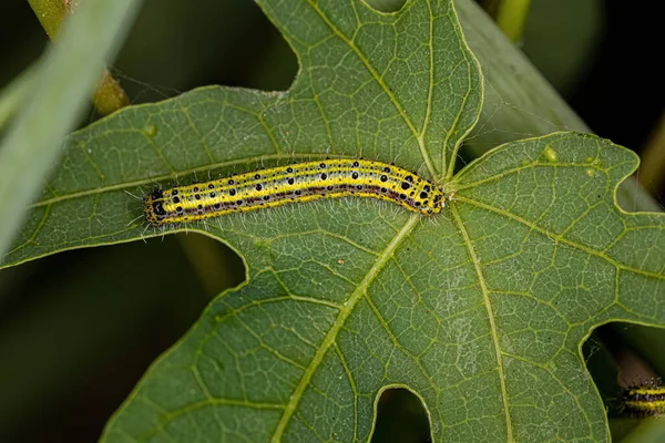 Great Southern White Butterfly Caterpillar Species Ascia Monuste — Stock fotografie