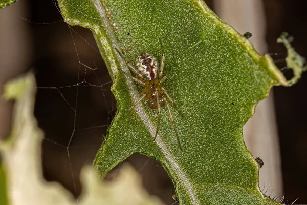 Small Male Cobweb Spider Family Theridiidae — Photo