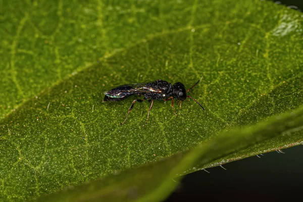 Volwassen Aphid Wasp Van Substam Stigmina — Stockfoto