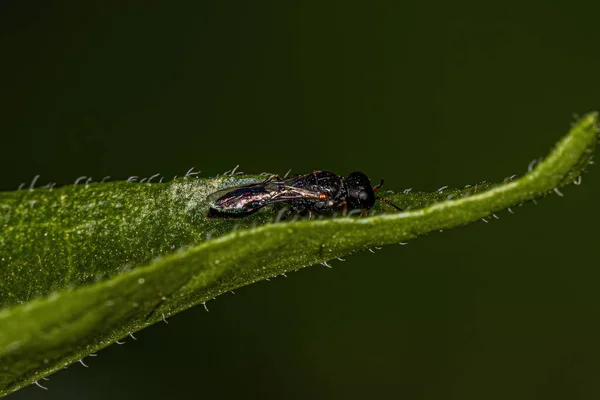 Avispa Áfido Adulto Subtribu Estigmina — Foto de Stock