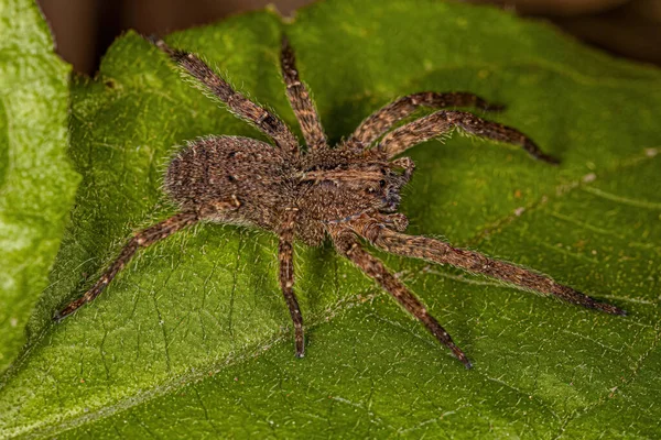Adult Wandering Spider Species Parabatinga Brevipes — Stockfoto