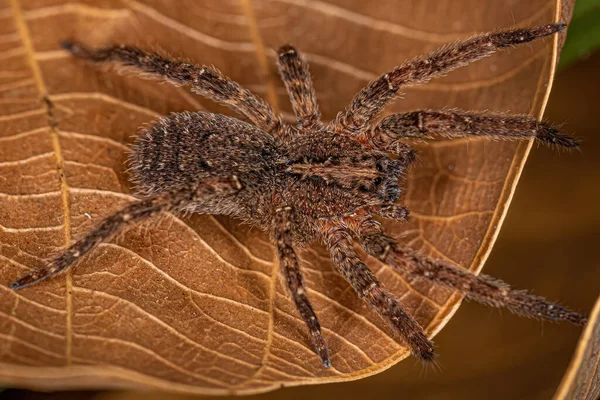 Adult Wandering Spider Species Parabatinga Brevipes — Stock Photo, Image