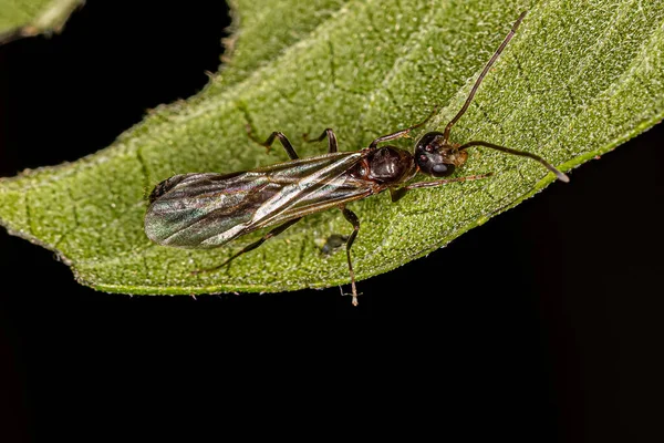 Adult Male Winged Ant Genus Pseudomyrmex — Stockfoto