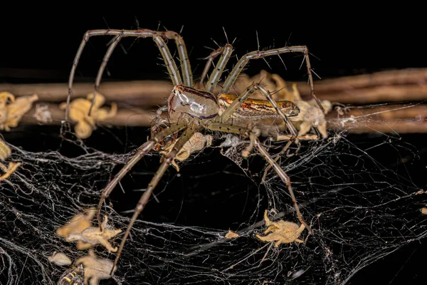 Pucetia Rubrolineata Lynx Spider — 스톡 사진