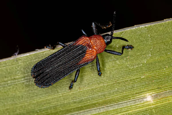 Escarabajo Hoja Adulta Tribu Chalepini — Foto de Stock
