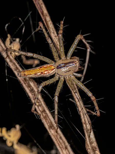 種の成虫リンクスパイダー Peucetia Rubrolineata — ストック写真