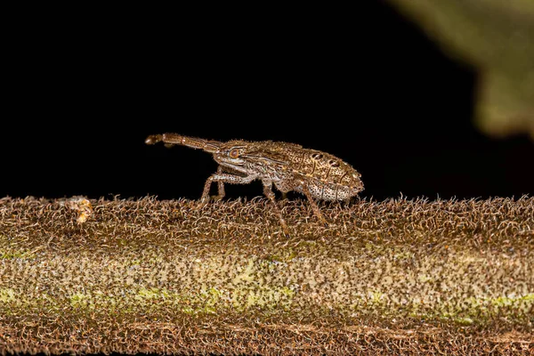 Ninfa Bicho Apestoso Familia Pentatomidae — Foto de Stock