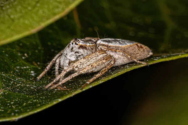 Female Adult Lynx Spider Species Oxyopes Niveosigillatus — 스톡 사진