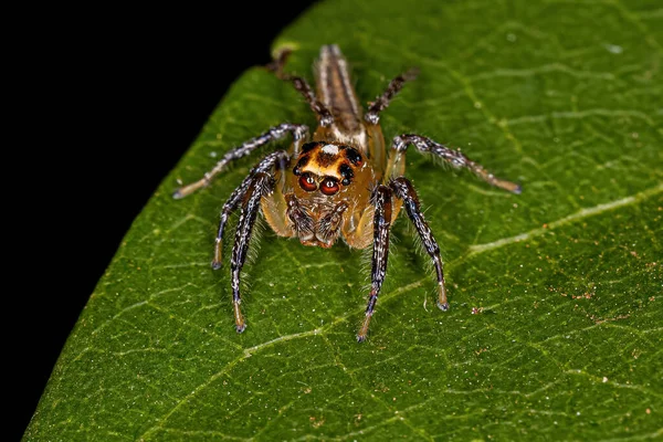 Ενήλικας Αρσενικό Άλμα Αράχνη Του Genus Colonus — Φωτογραφία Αρχείου