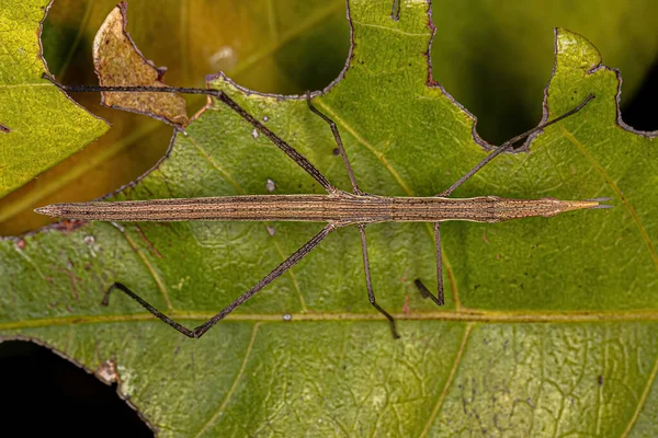 Неотропический Кузнечик Семейства Proscopiidae — стоковое фото