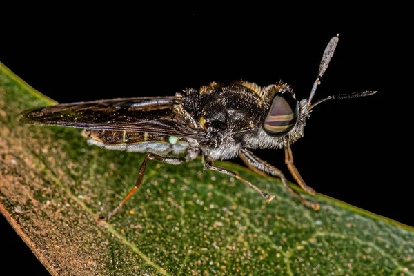 Small Adult Soldier Fly Genus Hoplitimyia — стоковое фото