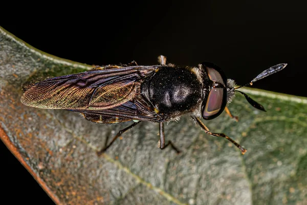 Small Adult Soldier Fly Genus Hoplitimyia — 스톡 사진