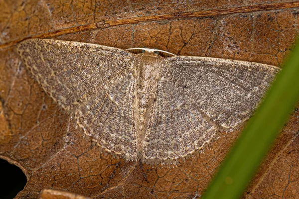 Adult Geometer Moth Family Geometridae — Stockfoto