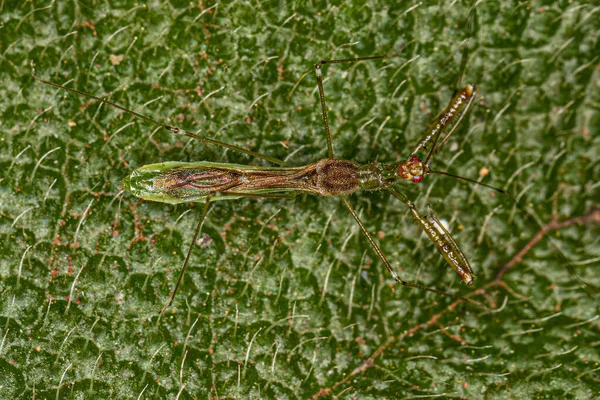 Bug Assassino Adulto Espécie Bactrodes Biannulatus — Fotografia de Stock