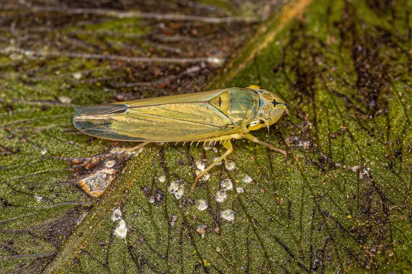 Adult Typical Leafhopper Subfamily Cicadellinae — Stockfoto