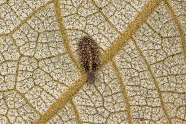 Kis Sörte Millipede Polyxenidae Családból — Stock Fotó