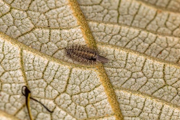 Liten Bristle Millipede Familjen Polyxenidae — Stockfoto