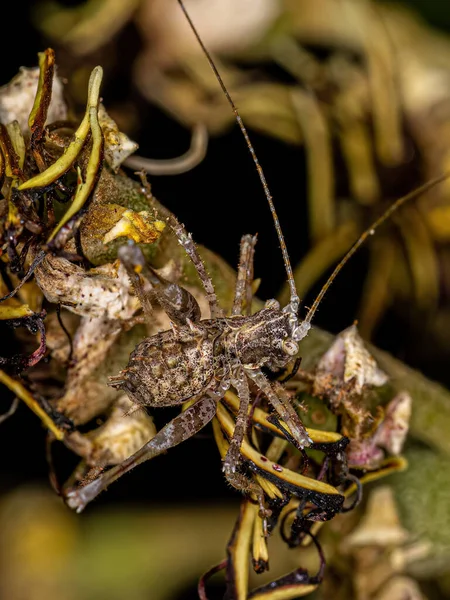 Folha Katydid Ninfa Subfamília Phaneropterinae — Fotografia de Stock