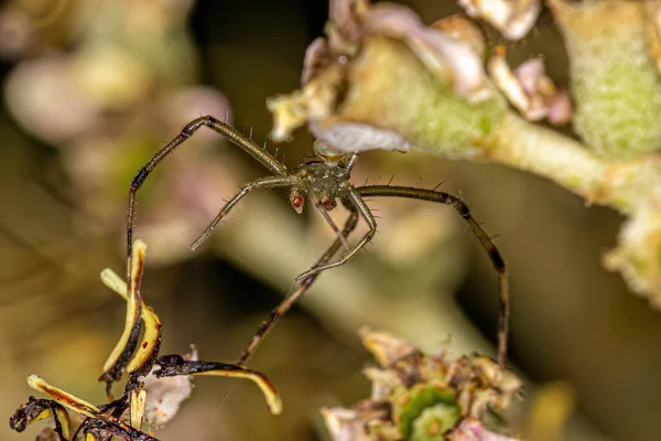 Thomisidae Ailesinden Yetişkin Erkek Yengeç Örümceği — Stok fotoğraf