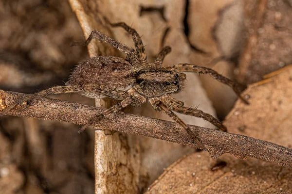 Μικρή Αράχνη Λύκος Της Οικογένειας Lycosidae — Φωτογραφία Αρχείου