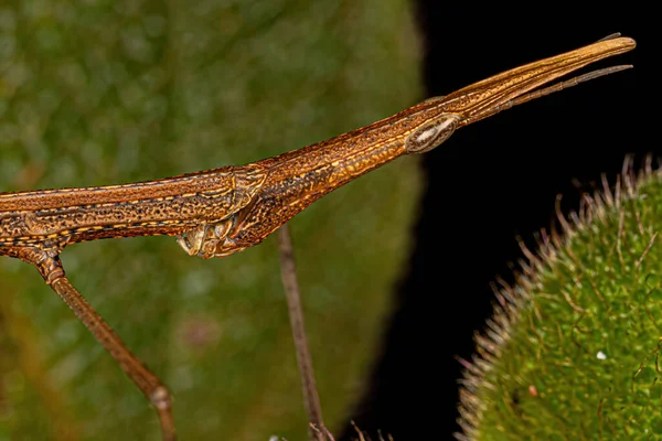 Kobylka Neotropní Čeledi Proscopiidae — Stock fotografie