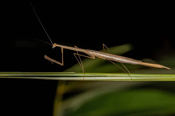 Adult Thespid Mantis Genus Thesprotia — Zdjęcie stockowe