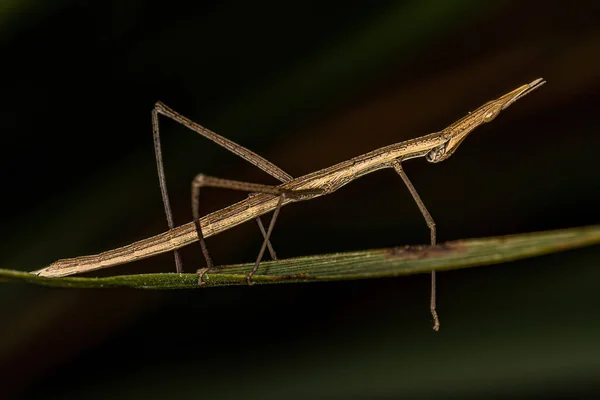Proscopiidae Ailesinin Neotropik Çubuk Çekirgesi — Stok fotoğraf