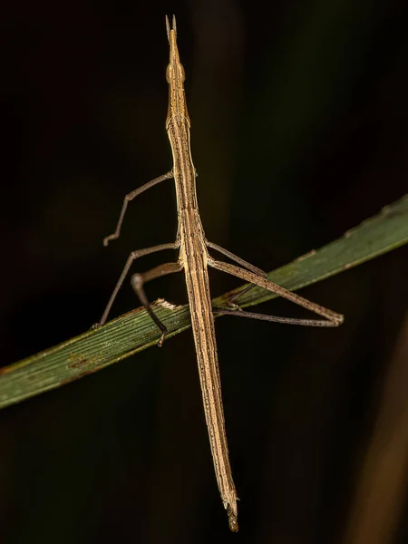 Gafanhoto Pau Neotropical Família Proscopiidae — Fotografia de Stock