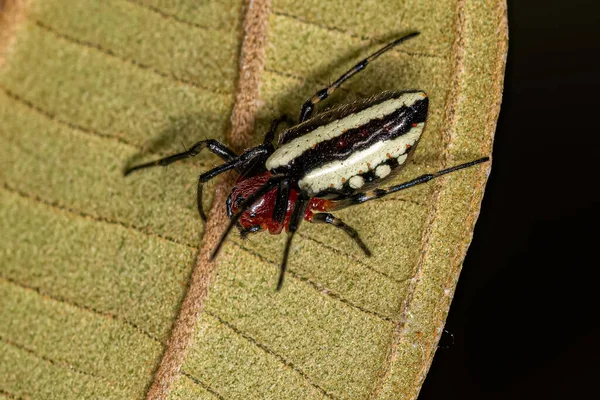 Дорослий Типовий Орбітальний Павук Павук Виду Alpaida Rubellula — стокове фото