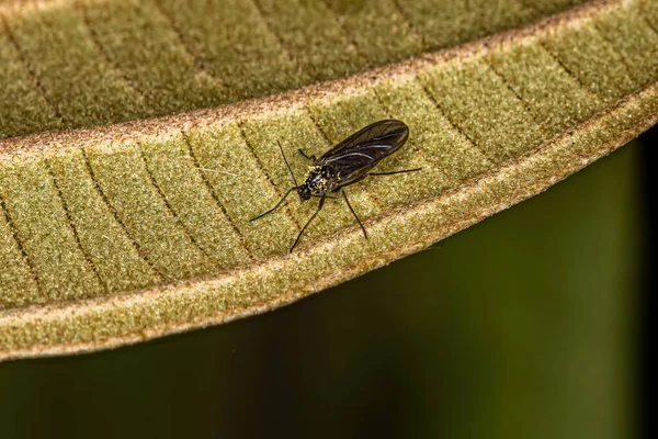 Sciaridae ailesinin Yetişkin Kara Kanatlı Mantar Gnat 'ı