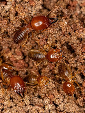 Adult Jawsnouted Termites of the species Syntermes nanus