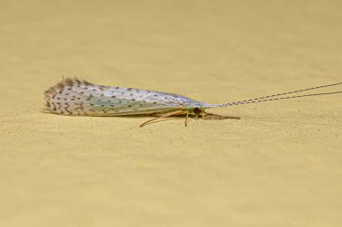 Yetişkin Caddisfly Böceği Nektopsyche cinsi