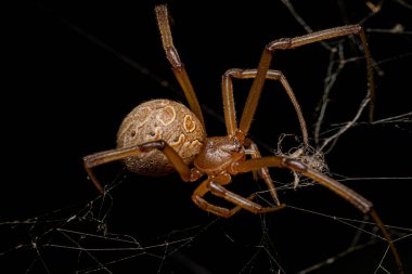 Dişi Yetişkin Kahverengi Dul Latrodectus Geometriksi