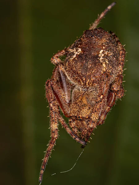 Mały Orbweaver Pająk Rodzaju Parawixia — Zdjęcie stockowe