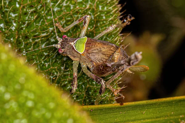 Φύλλο Katydid Νύμφη Της Υποοικογένειας Phaneropterinae — Φωτογραφία Αρχείου