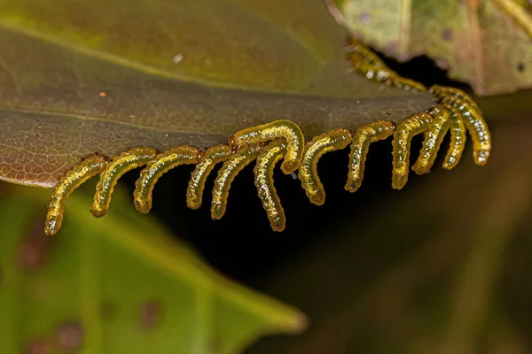 Sawfly Larvas — 스톡 사진