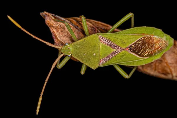 Bug Pattes Feuilles Adulte Tribu Discogastrini — Photo