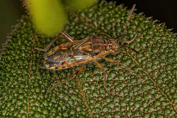 Adult Scentless Plant Bug Подсемейства Rhopalinae — стоковое фото